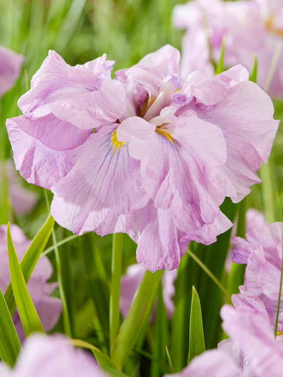 Japanse iris - Iris ensata Tub Tim Grob vaste planten