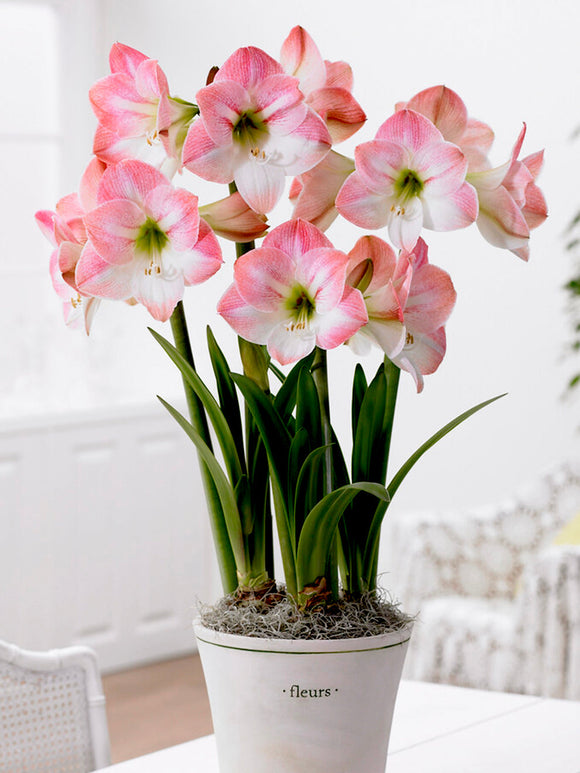 Jumbo Amaryllis Apple Blossom Bollen
