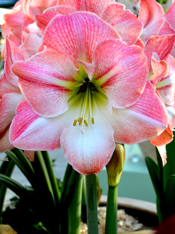 Jumbo Amaryllis Apple Blossom - DutchGrown