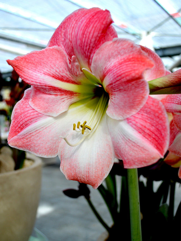 Jumbo Amaryllis Apple Blossom