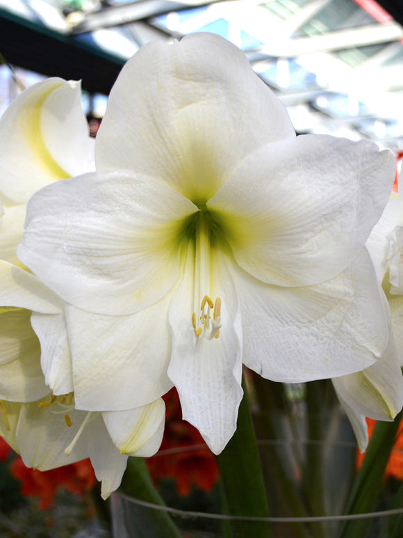 Christmas Amaryllis Bollen