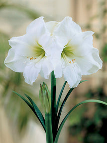 Jumbo Amaryllis Christmas Gift