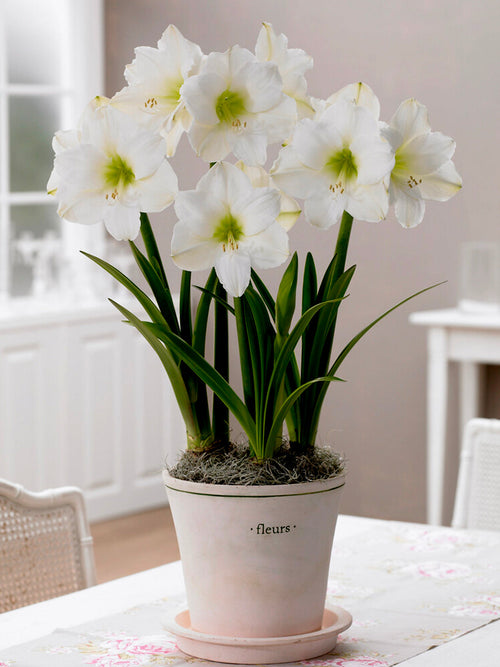 Kopen Amaryllis Bulbs Christmas Gift