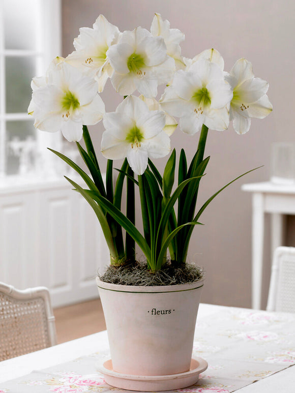 Kopen Amaryllis Bulbs Christmas Gift