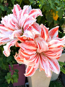 Jumbo Double Amaryllis Dancing Queen