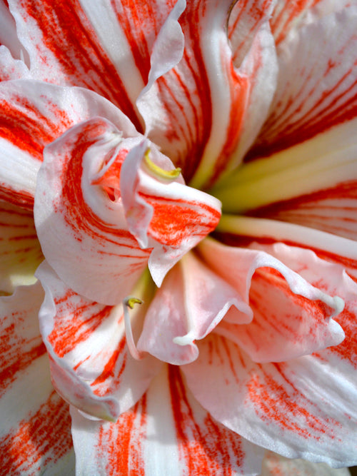 Jumbo Double Amaryllis Dancing Queen Bollen