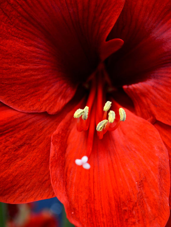 Amaryllis Ferarri Bollen