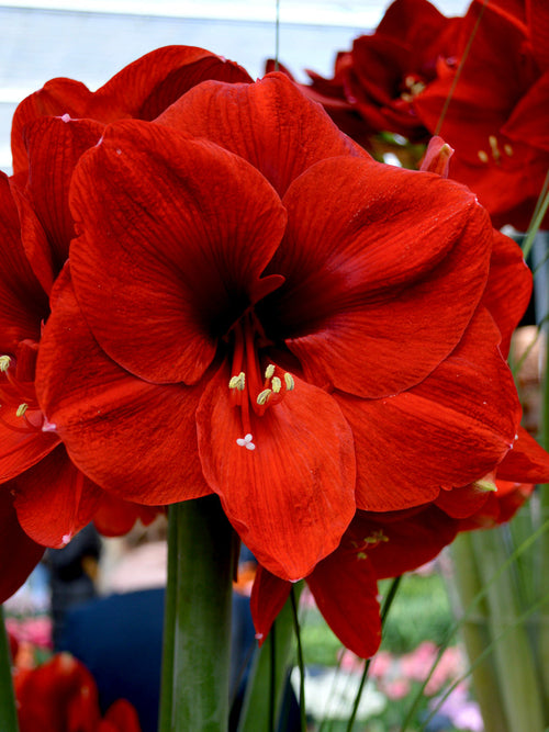 Rood Amaryllis Ferarri Bloem Bollen