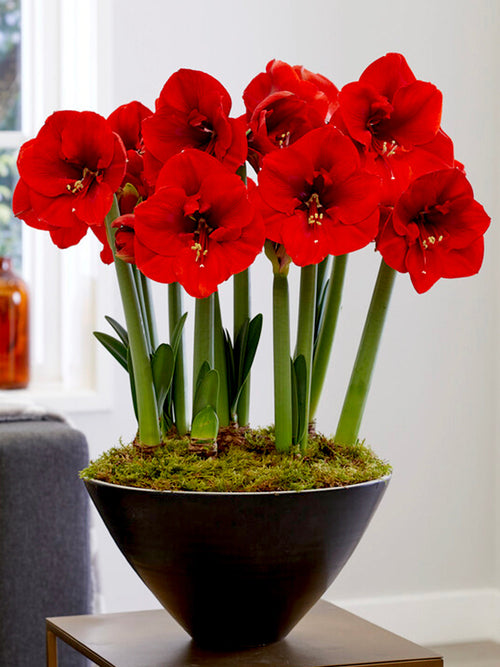 Rood Amaryllis Ferarri Bloem Bollen