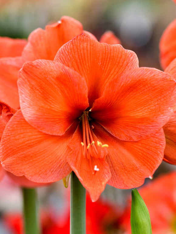 Kopen Jumbo Amaryllis Bulbs Orange Desire