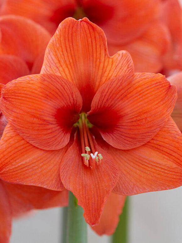 Jumbo Amaryllis Orange Desire