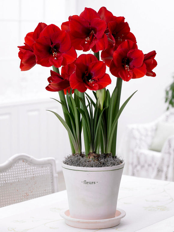Jumbo Amaryllis Red Lion Bollen