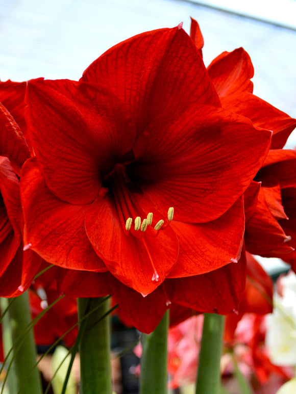 Jumbo Amaryllis Red Lion Bloem Bollen
