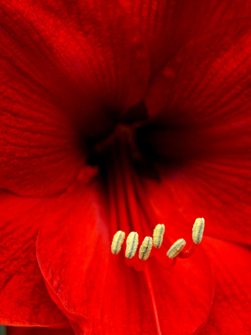 Amaryllis Red Lion