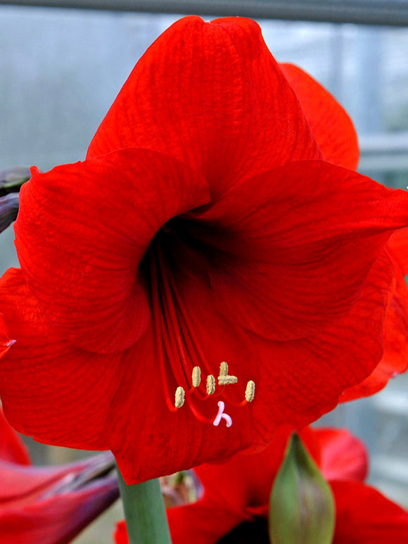 Kopen Red Amaryllis Bollen