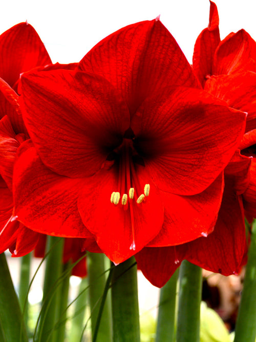 Jumbo Amaryllis Red Lion Bloem Bollen