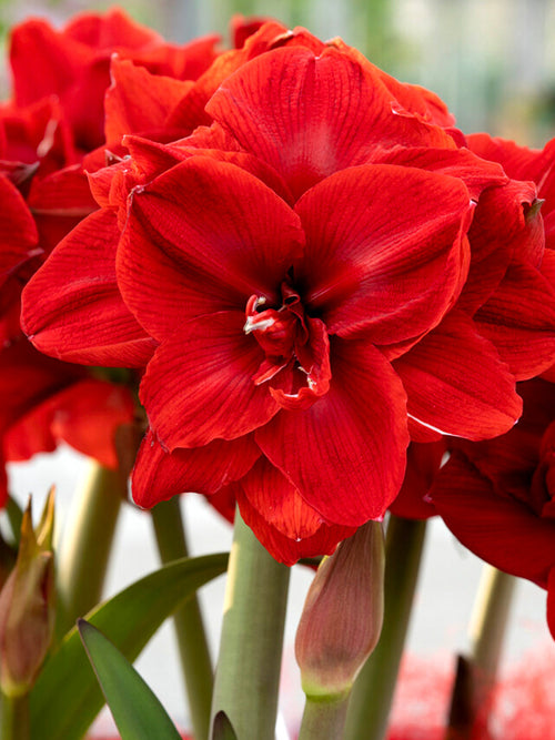 Jumbo Double Amaryllis Red Nymph Bloem Bollen