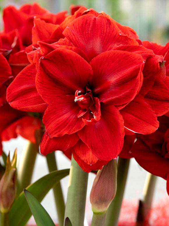 Jumbo Double Amaryllis Red Nymph Bloem Bollen