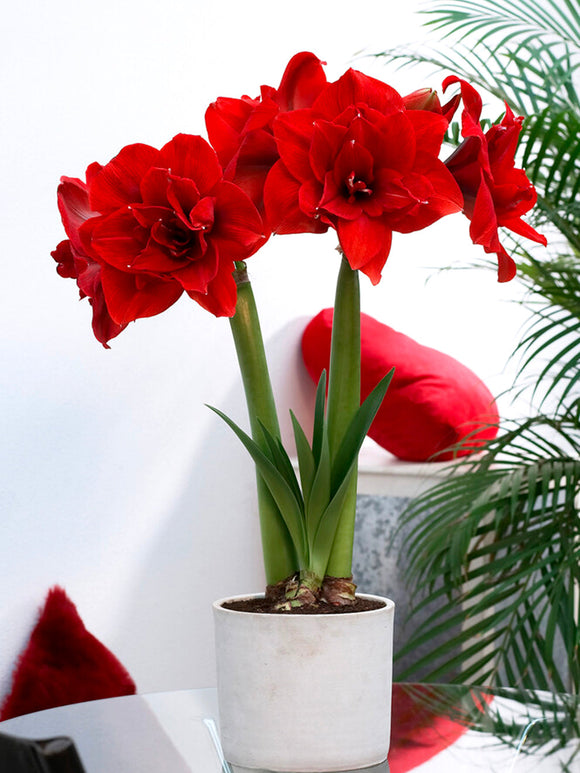 Amaryllis Red Nymph Bloem Bollen