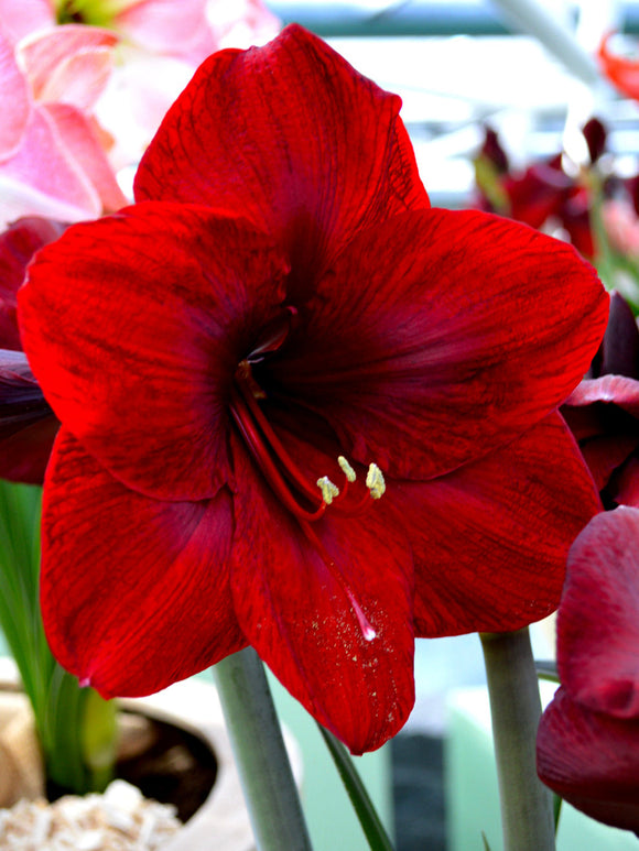 Amaryllis Royal Velvet Bollen