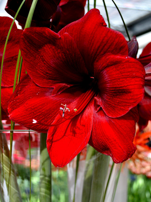 Amaryllis Bollen Royal Velvet Rood