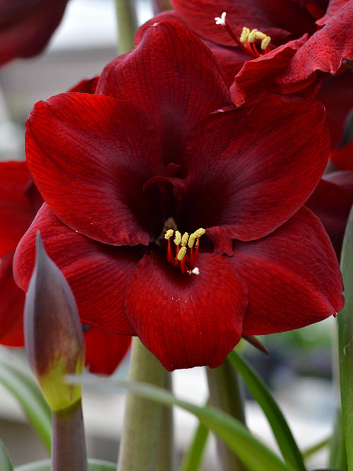 Kopen Jumbo Amaryllis Royal Velvet Bloem Bollen