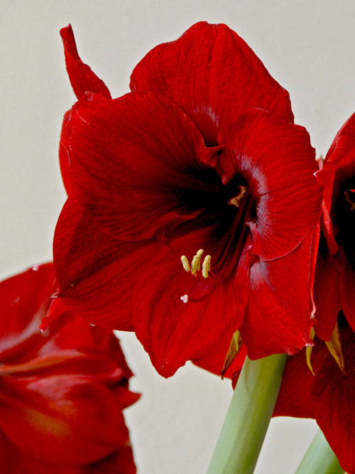 Kopen Jumbo Amaryllis Royal Velvet Bollen