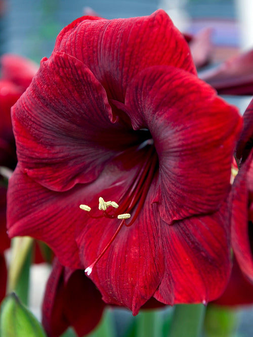 Amaryllis Bollen Royal Velvet Rood