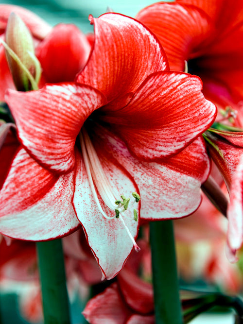 Bollen Jumbo Amaryllis Temptation