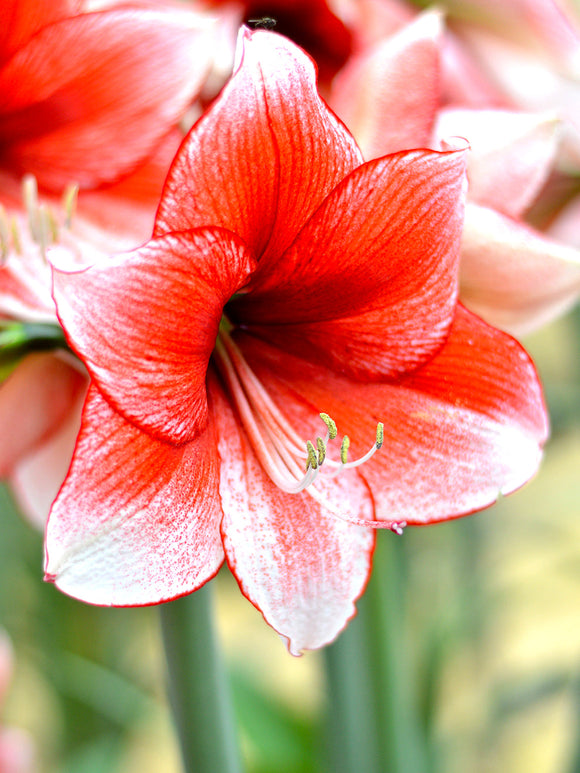Jumbo Amaryllis Temptation