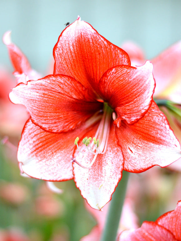 Jumbo Amaryllis Temptation Bloem Bollen