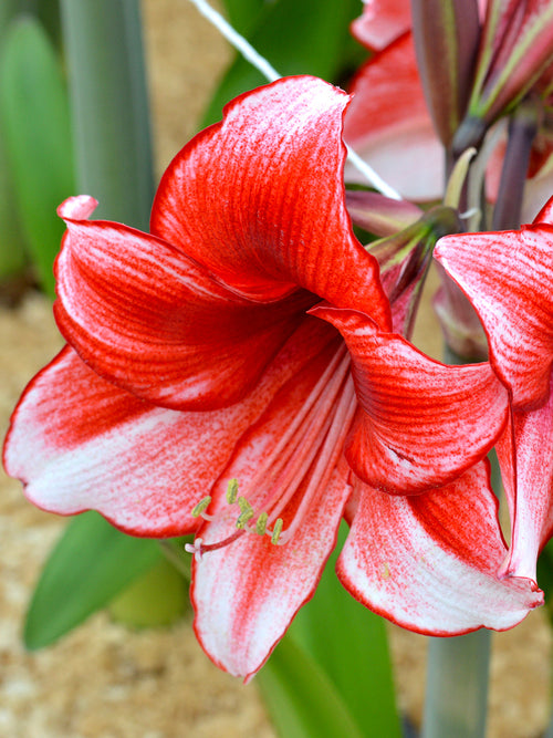 Kopen Bloem Bollen Jumbo Amaryllis Temptation