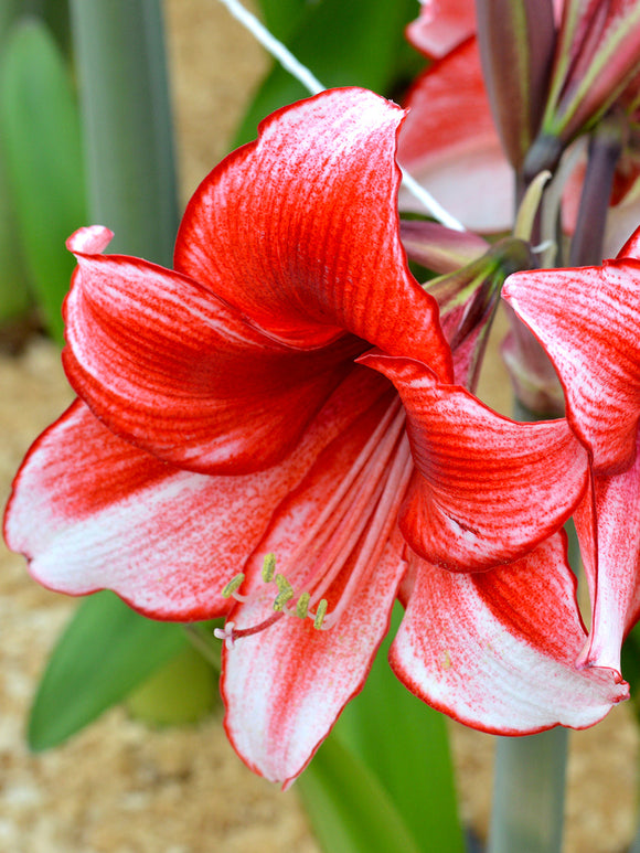 Kopen Bloem Bollen Jumbo Amaryllis Temptation