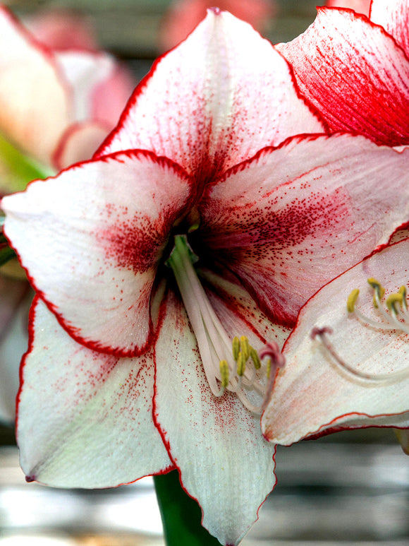 Jumbo Amaryllis Temptation Bollen