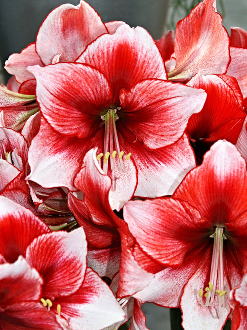 Kopen Bloem Bollen Jumbo Amaryllis Temptation