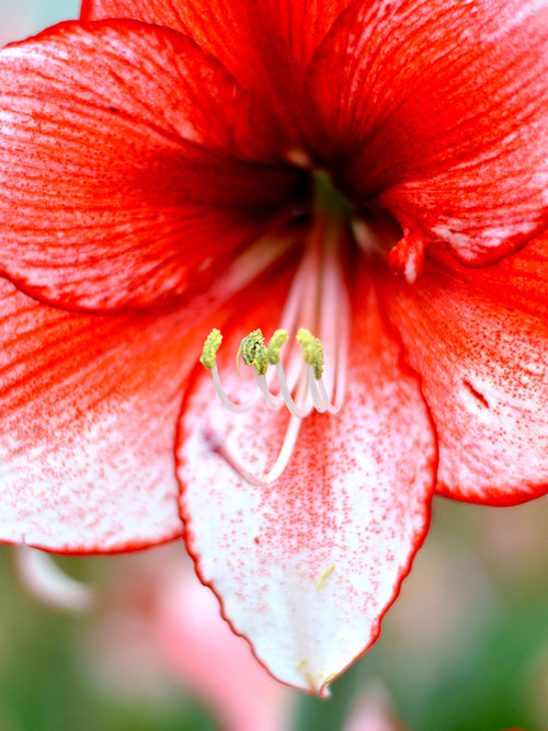 Jumbo Amaryllis Temptation Bollen