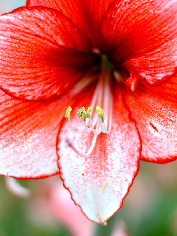 Jumbo Amaryllis Temptation Bollen