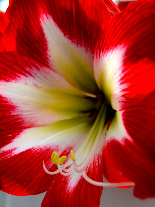 Amaryllis Tres Chic