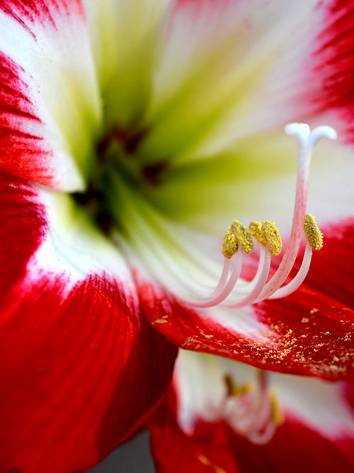 Jumbo Amaryllis Tres Chic Bloem Bollen