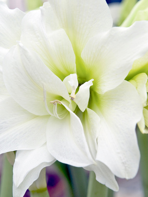Jumbo Double Whit Amaryllis Nymph Bloem Bollen