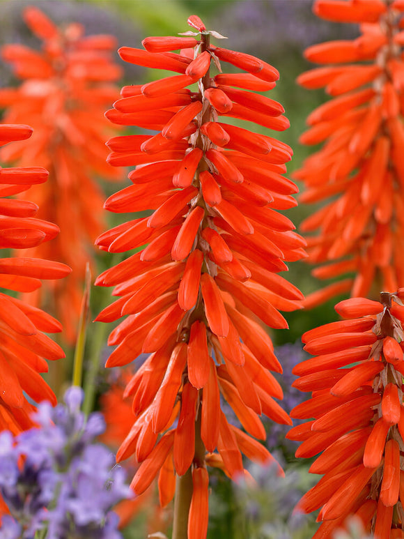 Vuurpijl Elvira (Kniphofia)
