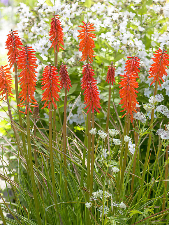 Vuurpijl Elvira (Kniphofia) vaste planten kopen