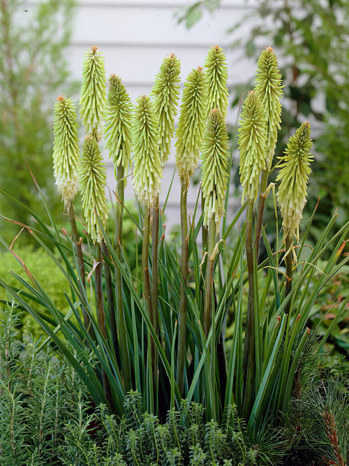 Vuurpijl Green Jade (Kniphofia)