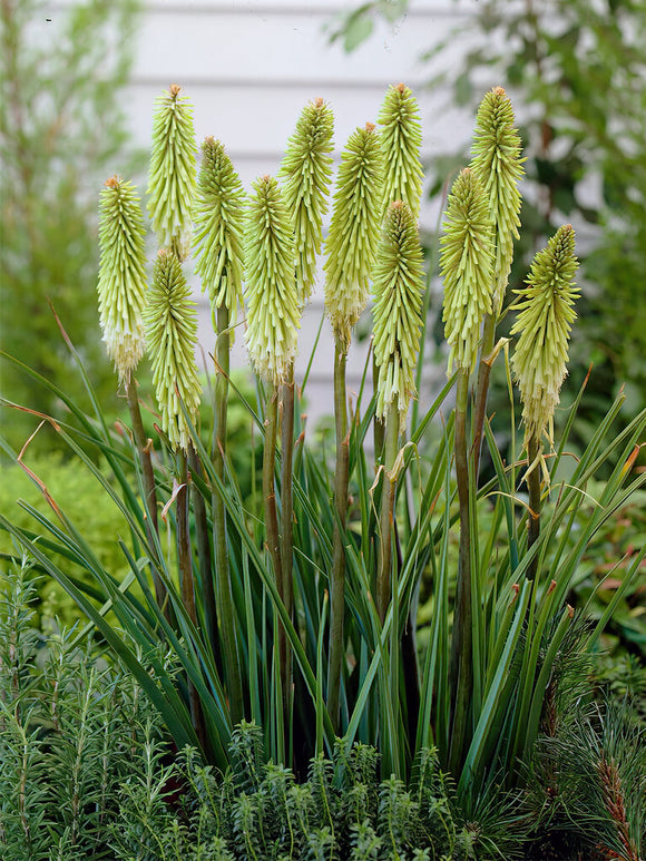 Vuurpijl Green Jade (Kniphofia)