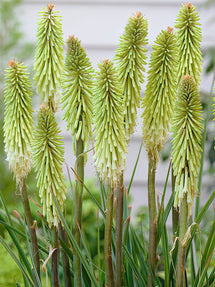 Vuurpijl Green Jade (Kniphofia)