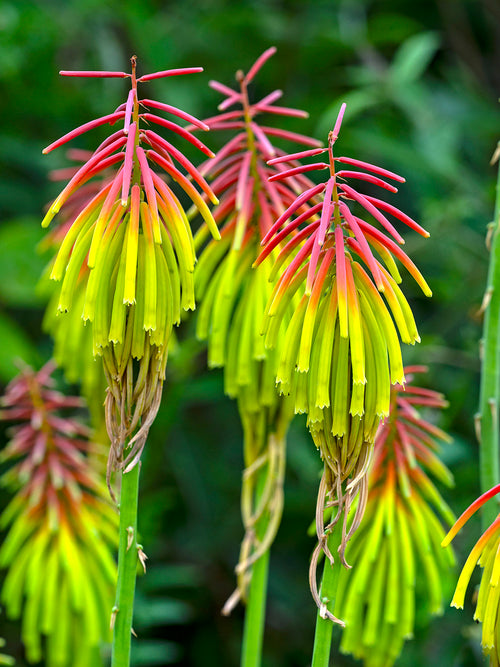 Vuurpijl Rufa Rasta (Kniphofia)