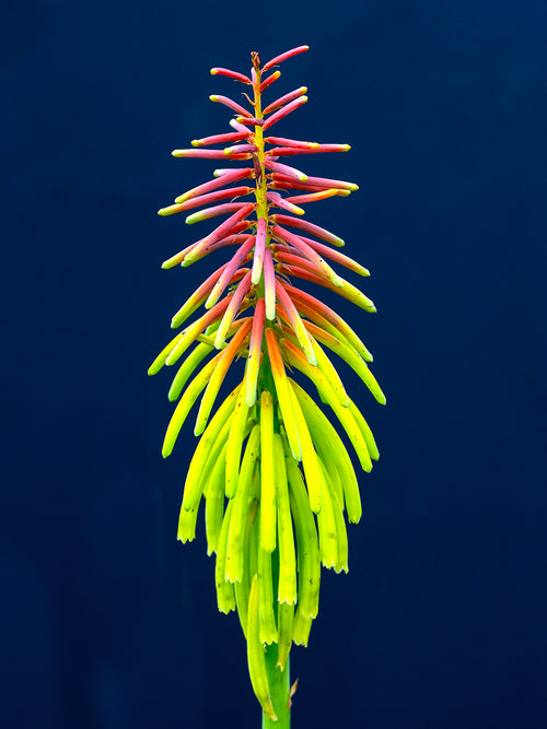 Vuurpijl Rufa Rasta (Kniphofia)