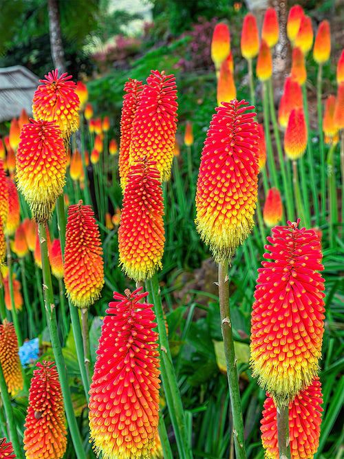 Kopen Vuurpijl Uvaria (Kniphofia)