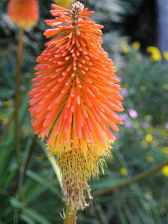 Vuurpijl Uvaria (Kniphofia)