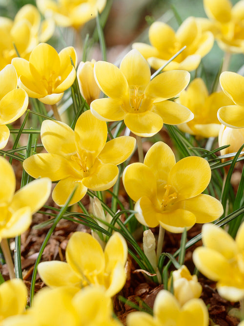 Voorjaarskleur in de tuin met Krokus Romance